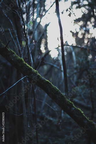 branches of a tree