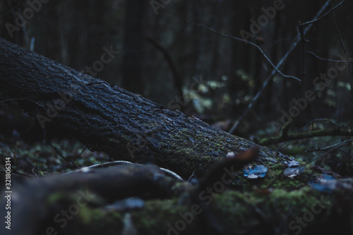 branches of a tree