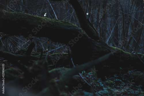 branches of a tree