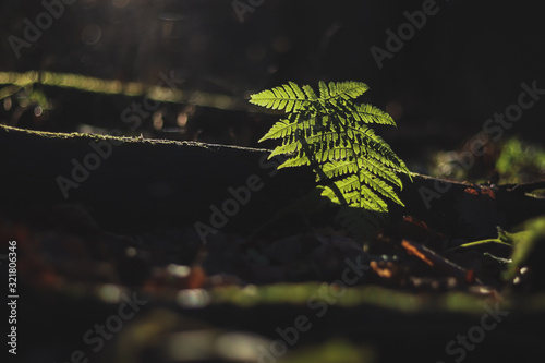 leaves of a tree