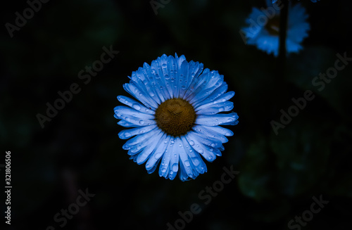 flower on black background