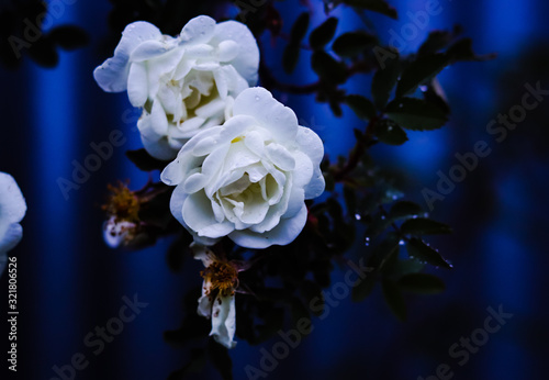 roses in the dark