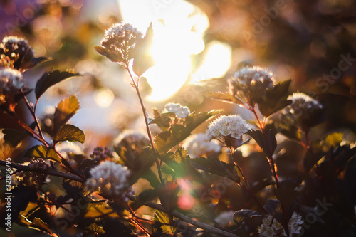 autumn leaves