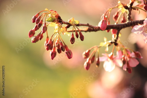 南伊豆　みなみの桜