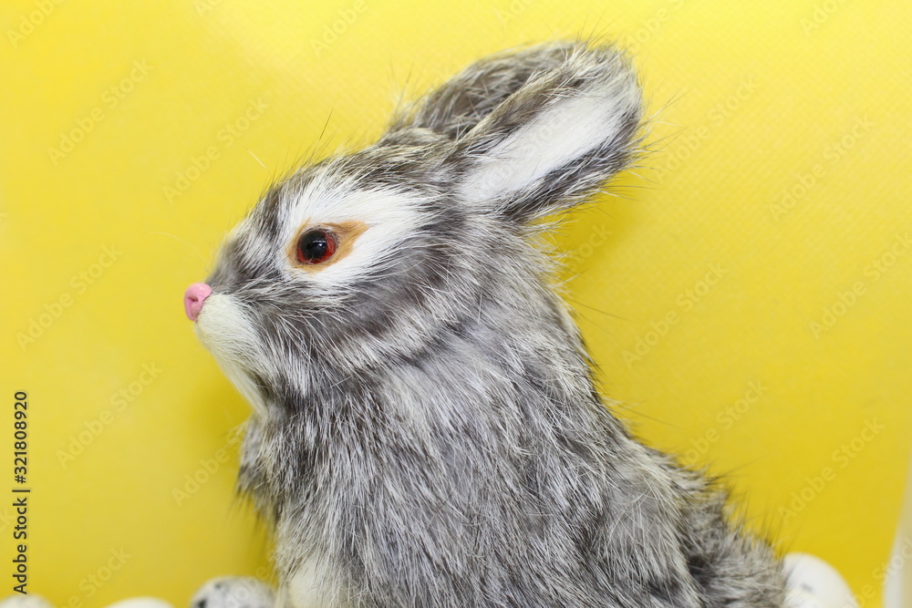 Obraz premium lapin