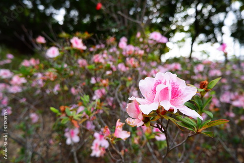 Photography Flower