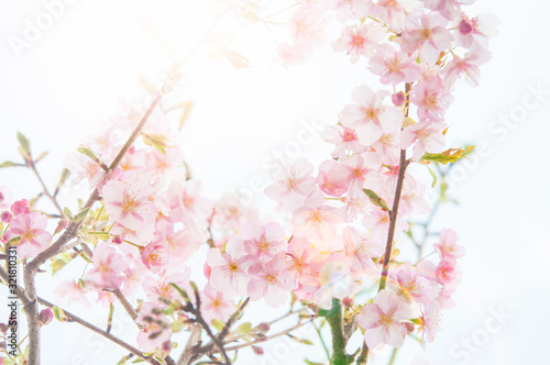陽光に煌めく河津桜の花 桜 逆光とレンズフレア