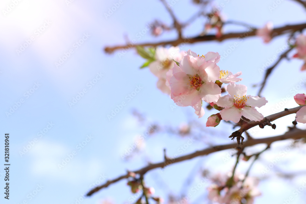 background of spring cherry blossoms tree. selective focus background of spring cherry blossoms tree. selective focus