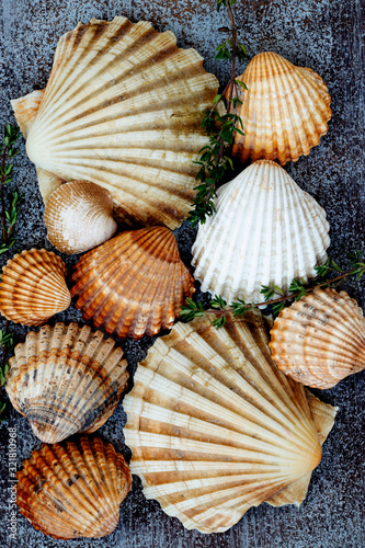 seafood shells on dark wooden background