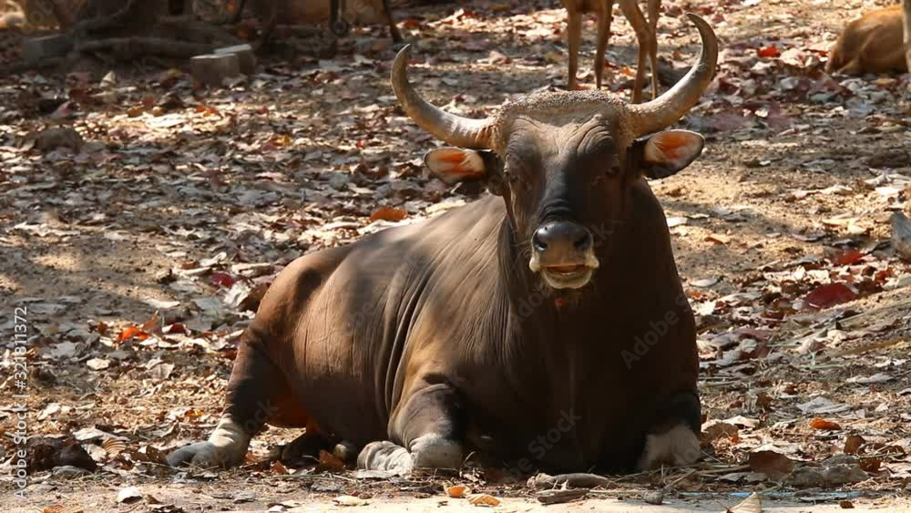 Thai red bull laying down on the ground , out door Chiangmai Thailand