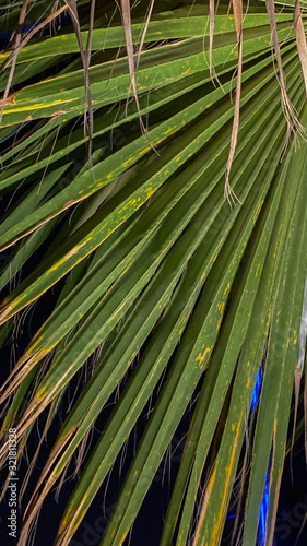 green plants in a park