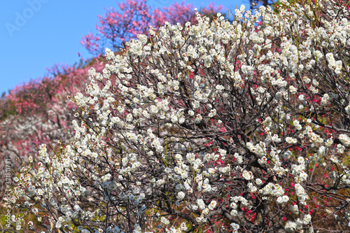 Fototapeta 【日本の春】八重梅の花（白梅）