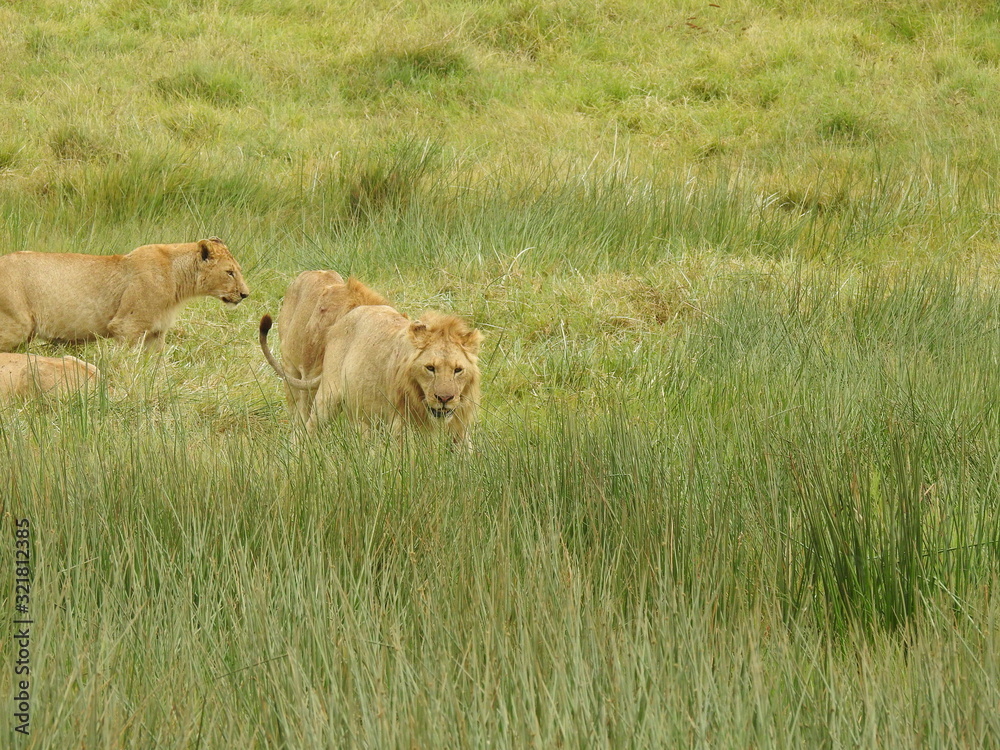 LEONES NGORONGORO LEONES NGORONGORO