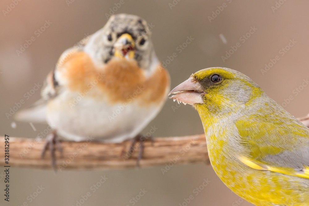 Brambling (Fringilla montifringilla) or cock o' the north or mountain finch in winter snow, finch family Fringillidae, migratory bird with black head, dark upperparts, orange breast and white belly. Brambling (Fringilla montifringilla) or cock o' the north or mountain finch in winter snow, finch family Fringillidae, migratory bird with black head, dark upperparts, orange breast and white belly.