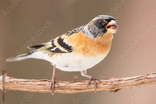 Bilde på lerret Brambling (Fringilla montifringilla) or cock o' the north or mountain finch in winter snow, finch family Fringillidae, migratory bird with black head, dark upperparts, orange breast and white belly