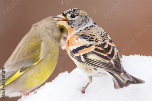 Brambling (Fringilla montifringilla) or cock o' the north or mountain finch in winter snow, finch family Fringillidae, migratory bird with black head, dark upperparts, orange breast and white belly. photo