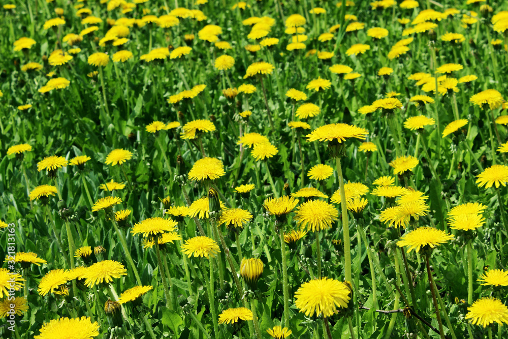 Blurred image of yellow dandelions. Nature, spring concept. Cropped shot of meadow. Colorful nature background.