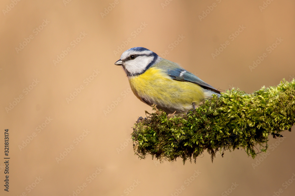Blue tit (Cyanistes caeruleus) or Eurasian blue tit, small passerine bird in the tit family Paridae. Blue, yellow and white plumage small sized common garden bird. Blue tit (Cyanistes caeruleus) or Eurasian blue tit, small passerine bird in the tit family Paridae. Blue, yellow and white plumage small sized common garden bird.