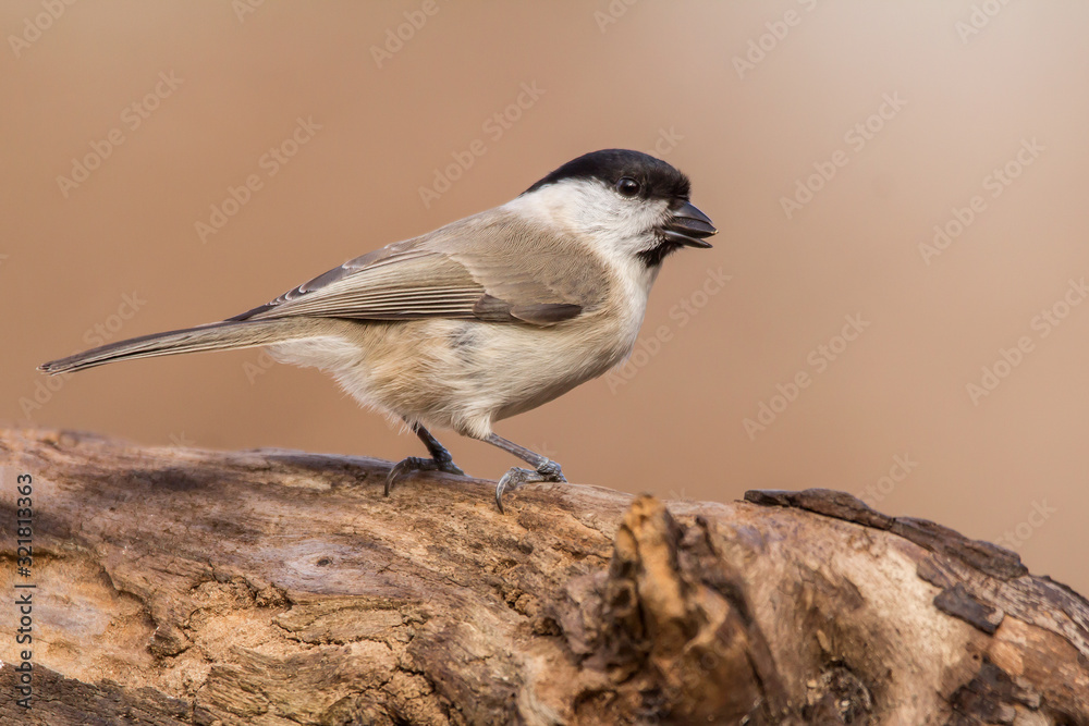 Marsh tit (Poecile palustris) is a passerine bird in the tit family Paridae and genus Poecile, black crown and nape, pale cheeks, brown back and greyish-brown wings and tail, Paridae