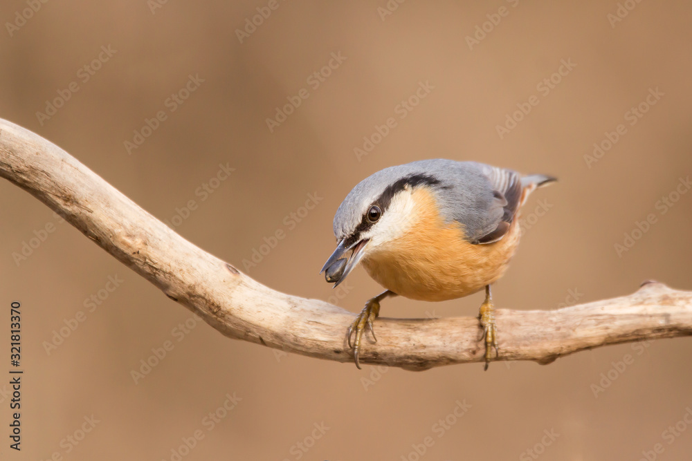 Obraz premium Nuthatch (Sitta europaea) Eurasian nuthatch bird perching on a branch, close up bird photo with blurry background, common wood and garden bird with orange breast and grey back