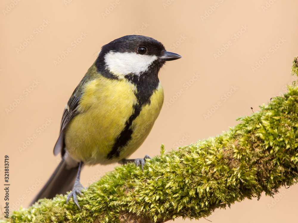 Great tit (Parus major) common garden bird close up, black yellow and white bird perching on the branch with blurry background Great tit (Parus major) common garden bird close up, black yellow and white bird perching on the branch with blurry background