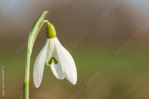 Snowdrop  Galanthus nivalis  in the meadow lawn with blue sky  common snowdrop flower  first bulbs to bloom in spring  earliest spring flower in family Amaryllidaceae