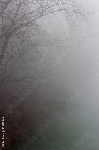 mist and fog at the river, ambiental and dark river motive with naked trees and green water