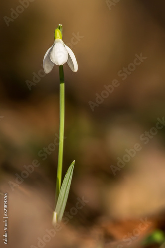 Snowdrop in the woods, first bulbs to bloom in spring widely spread in woodlands and gardens, earliest spring flower, latin Galanthus nivalis © Luka