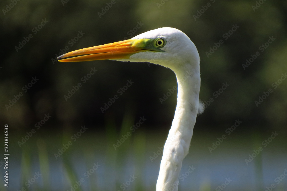 Great egret (Ardea alba) or common egret, large white heron, documentary photo of large waterbird with white plumage, yellow beak and black legs in natural habitat Great egret (Ardea alba) or common egret, large white heron, documentary photo of large waterbird with white plumage, yellow beak and black legs in natural habitat