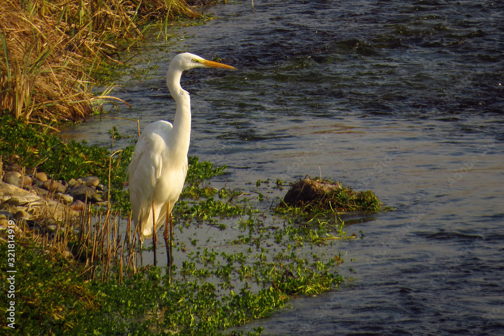 Obraz premium Great egret (Ardea alba) or common egret, large white heron, documentary photo of large waterbird with white plumage, yellow beak and black legs in natural habitat