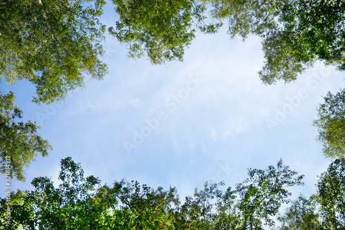 Photography Blue sky framed by green foliage. Frame with copy space.