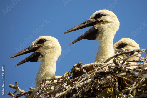 Photos White stork (Ciconia ciconia) on the nest, juvenile birds in the nest with blue