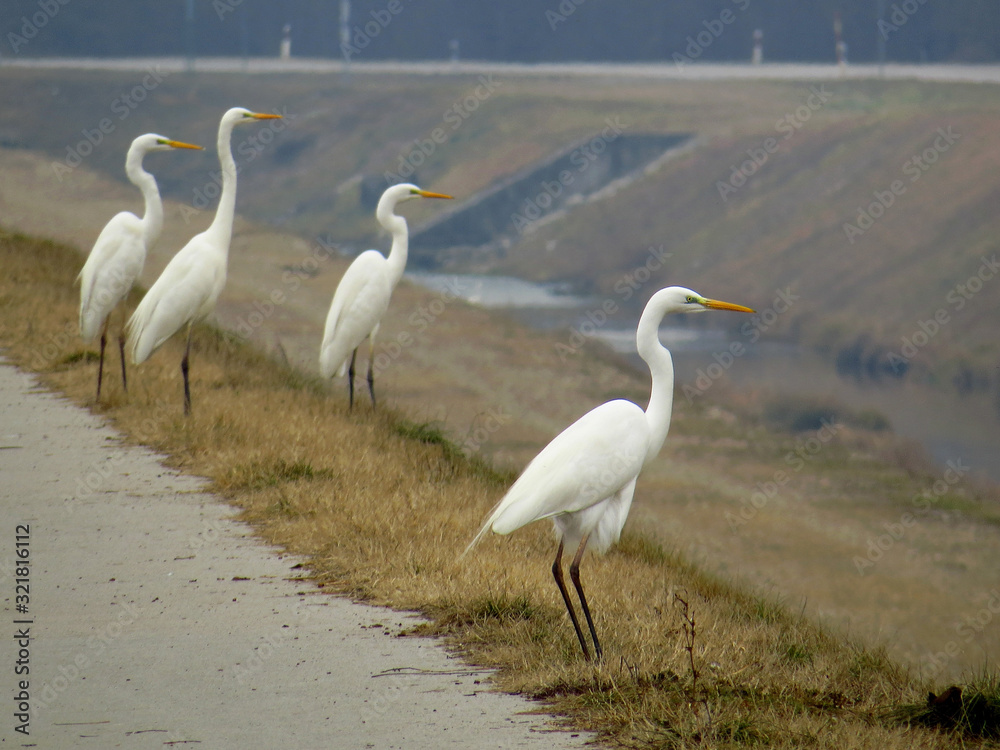 Obraz premium Great egret (Ardea alba) or common egret, large white heron, documentary photo of large waterbird with white plumage, yellow beak and black legs in natural habitat