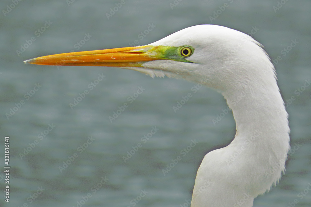 Great egret (Ardea alba) or common egret, large white heron, documentary photo of large waterbird with white plumage, yellow beak and black legs in natural habitat Great egret (Ardea alba) or common egret, large white heron, documentary photo of large waterbird with white plumage, yellow beak and black legs in natural habitat