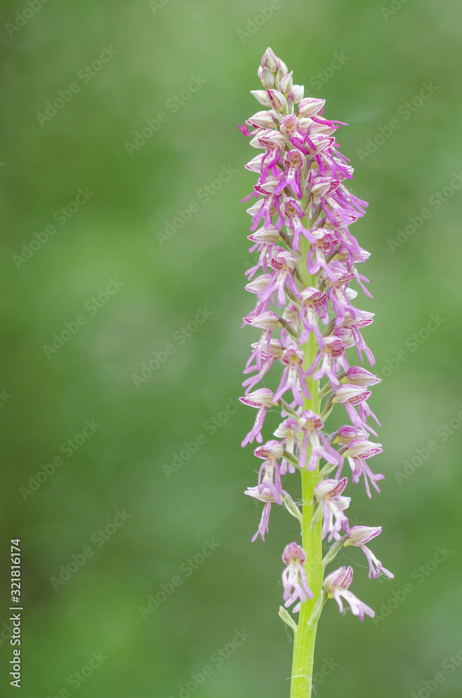 Fototapeta premium Orchidée sauvage