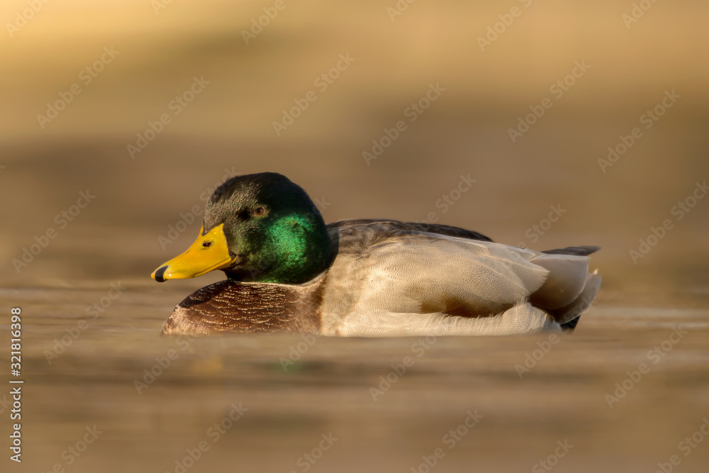 Obraz premium Mallard (Anas platyrhynchos) or wild duck, green head male wild duck mallard, a common dabbling duck, Anseriformes, Anatidae