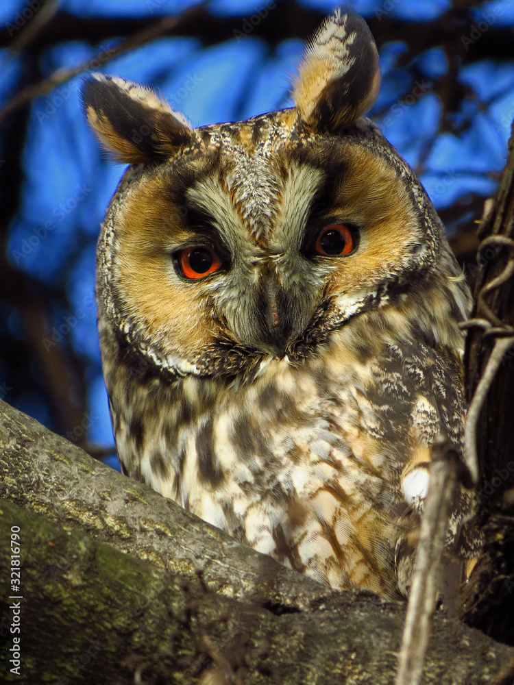 Long-eared owl (Asio otus), northern long eared owl or lesser horned owl, cat owl, medium-sized typical owl, family Strigidae. Slim and long winged owl with erectile ear tufts Long-eared owl (Asio otus), northern long eared owl or lesser horned owl, cat owl, medium-sized typical owl, family Strigidae. Slim and long winged owl with erectile ear tufts