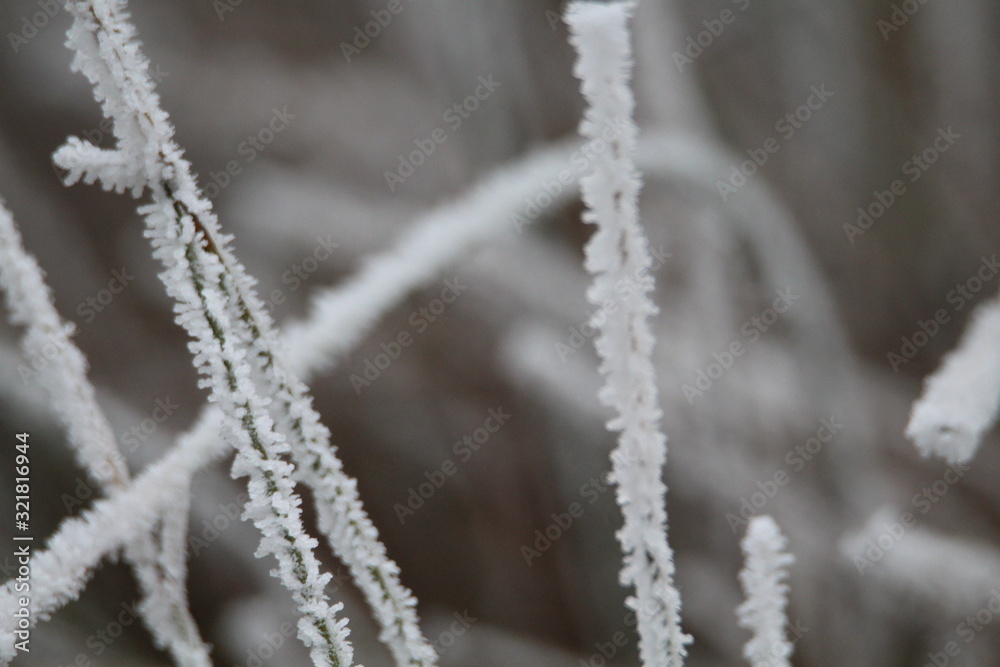 Beautiful frost with very cold freezing the trees