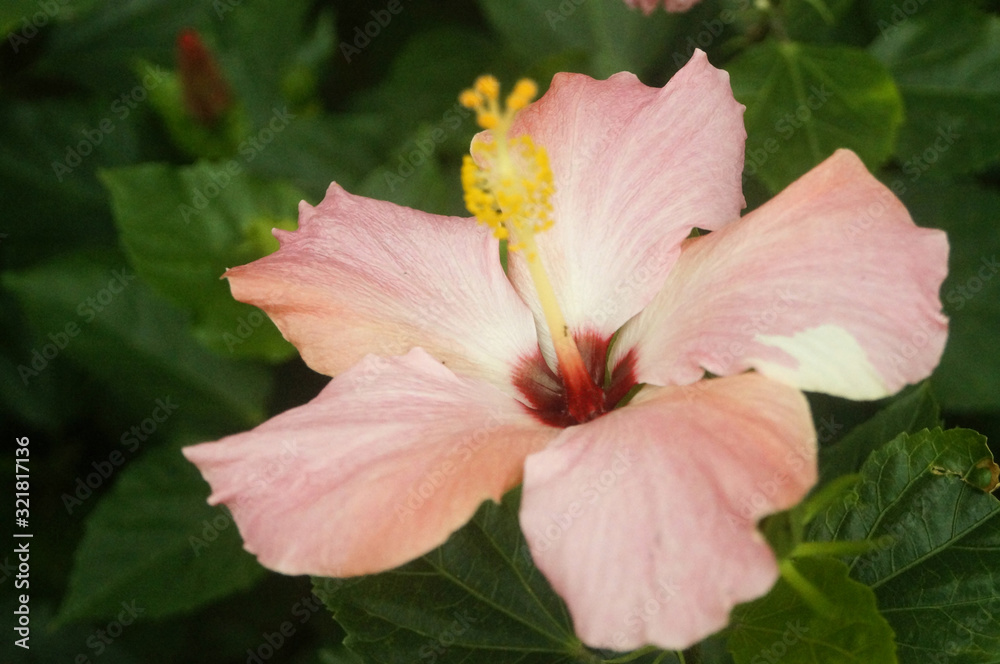 Obraz premium hibiscus
