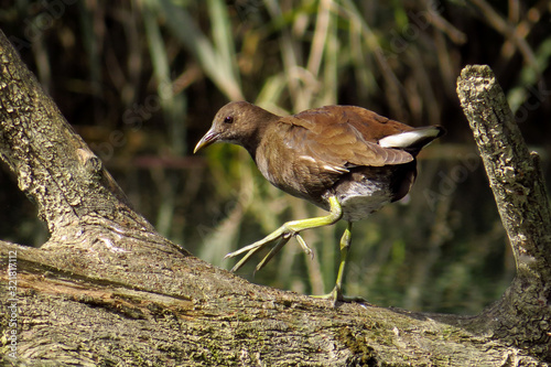 Wallpaper Mural Common moorhen (Gallinula chloropus) waterhen, swamp chicken or common gallinule, waterbird in rail family Rallidae, inhabitating well-vegetated marshes, ponds, canals and other wetlands  Torontodigital.ca