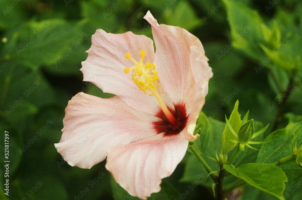 Fototapeta premium hibiscus