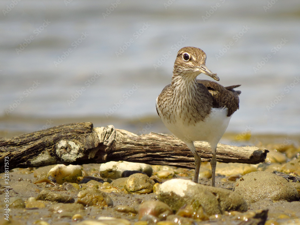 Wood sandpiper (Tringa glareola), a small wader, eurasian smallest shank, mid-sized long-legged waders of the family Scolopacidae. Wood sandpiper (Tringa glareola), a small wader, eurasian smallest shank, mid-sized long-legged waders of the family Scolopacidae.