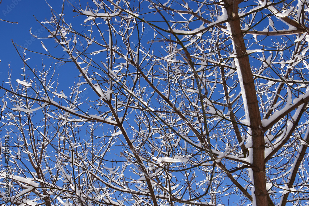 Snow-covered branches of a tree on a background of blue winter sky Snow-covered branches of a tree on a background of blue winter sky