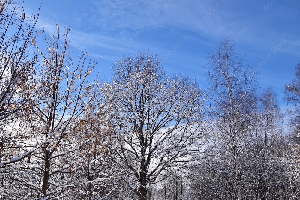 Snow-covered tree crowns in the forest against a blue winter sky