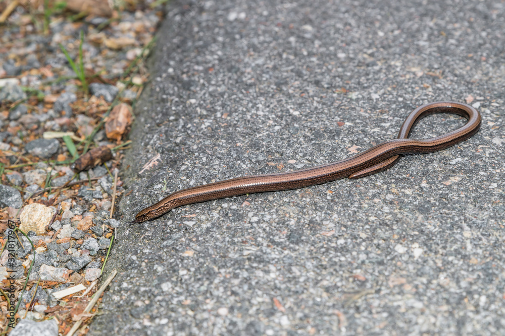 Nahaufnahme einer Blindschleiche (Anguis fragilis) auf einer Straße und am Straßenrand, Deutschland