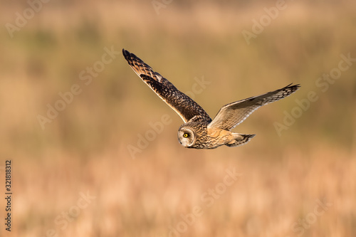 Short-Eared Owl Flying