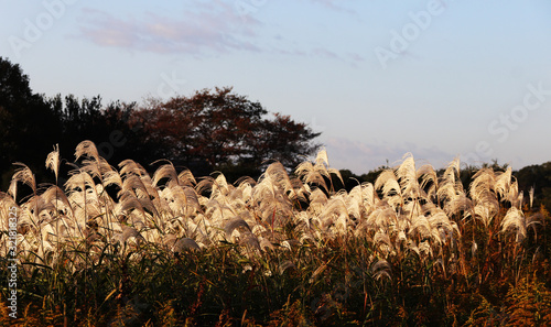 Susuki grass (or Chinese silver grass, Eulalia grass) landscape