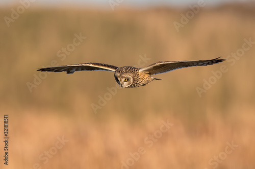 Short-Eared Owl Flying