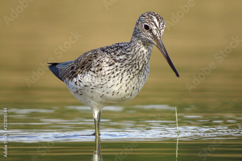 Common greenshank (Tringa nebularia) a wader shorebird in family Scolopacidae, typical waders. Green sandpiper in shallow water at Drava river shore