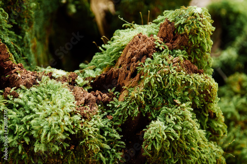 Very green fresh Prairie Sphagnum moss growing on stone in tropical forest close up details
